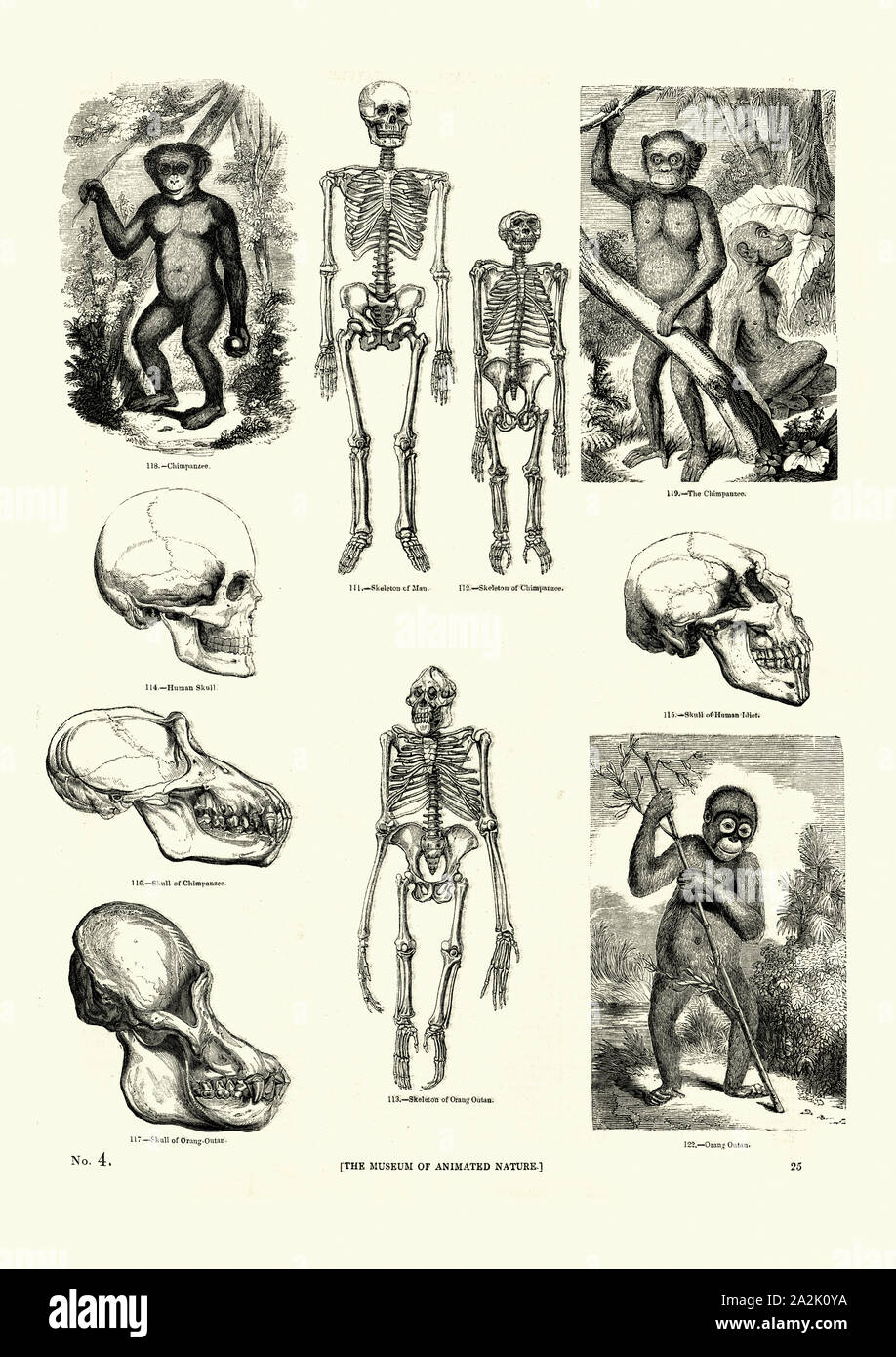 Vintage incisione di primati , scimpanzé, Orangutan, e gli esseri umani, teschi, scheletri, XIX SECOLO Foto Stock