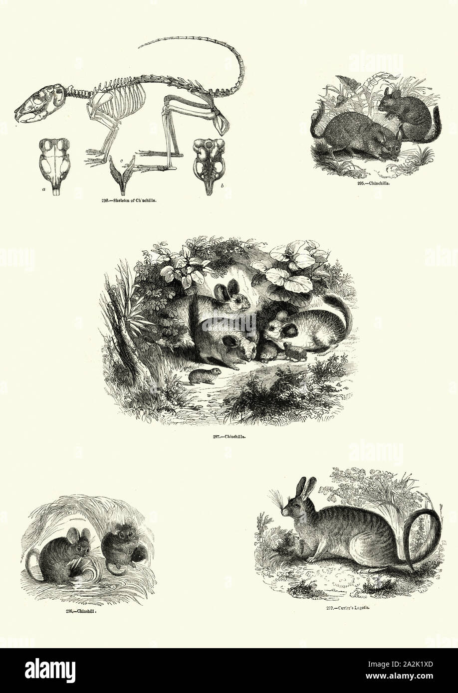 Incisione Vintage della natura, mammiferi roditori, Chinchilla e Cuvier Lagotis del. Museo pittorico di natura animata Foto Stock