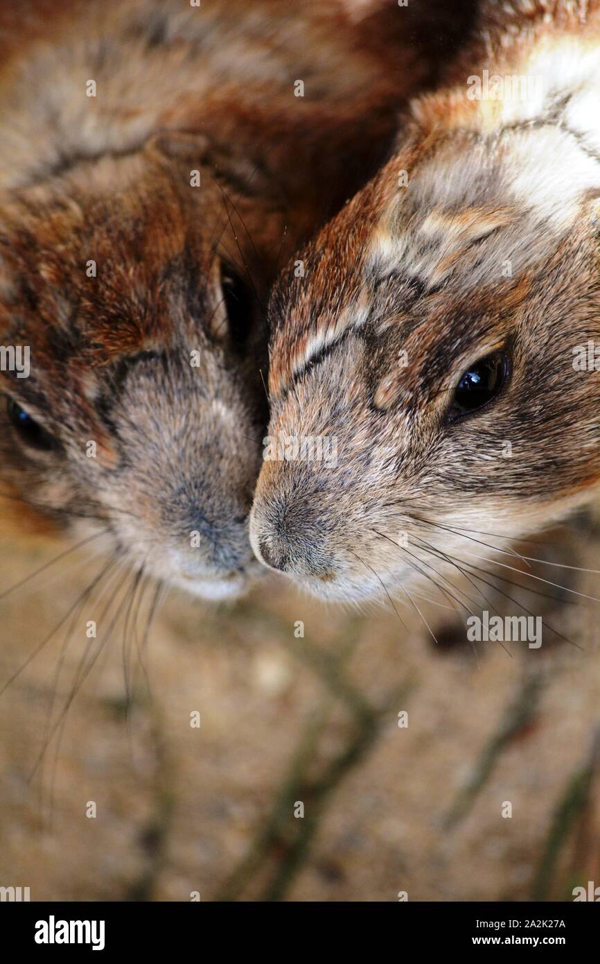 Due brown roditori kissing Foto Stock