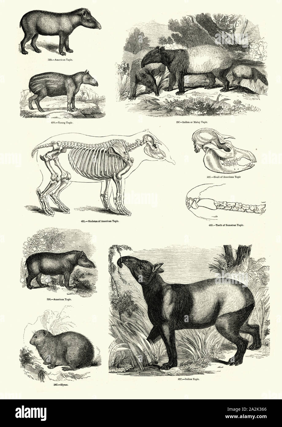 Incisione vintage del Sud Americana il tapiro (Tapirus terrestris): la malese, il tapiro (Tapirus indicus) e Hyrax, secolo XIX Foto Stock