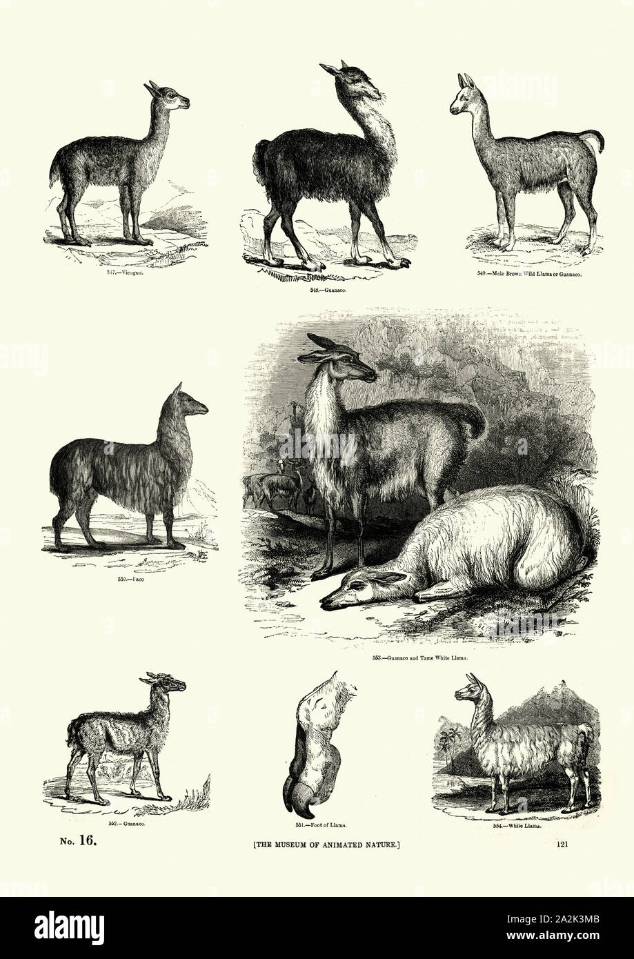 Vintage incisione di natura, guanaco e Llama, xix secolo incisione. Museo pittorico di natura animata Foto Stock