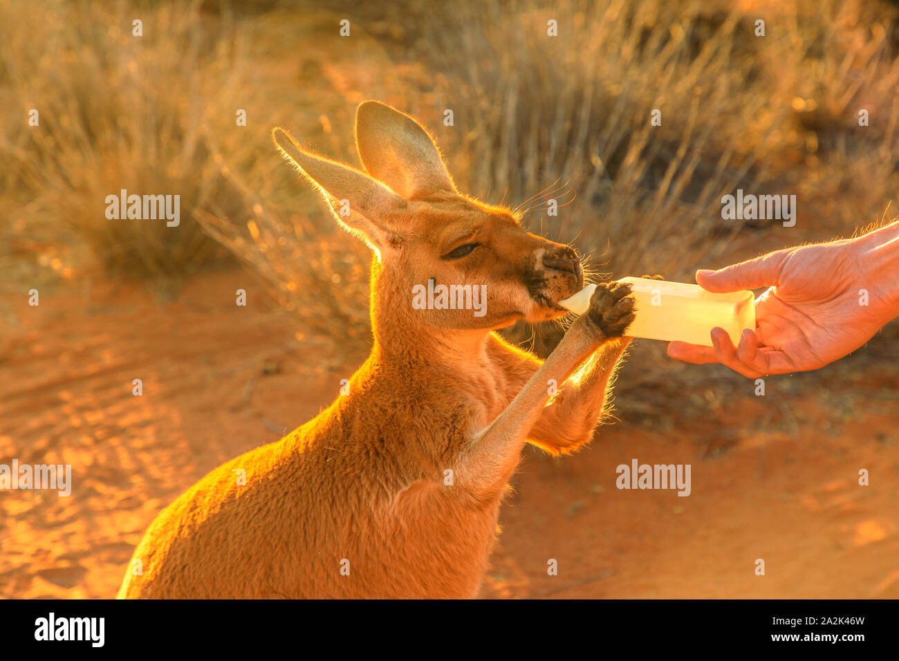 Vista dettagliata del canguro di bambino orfano avente il loro latte. Feed turistico Piccolo canguro biberon all'esterno. Sunset golden light shot. Australian Foto Stock