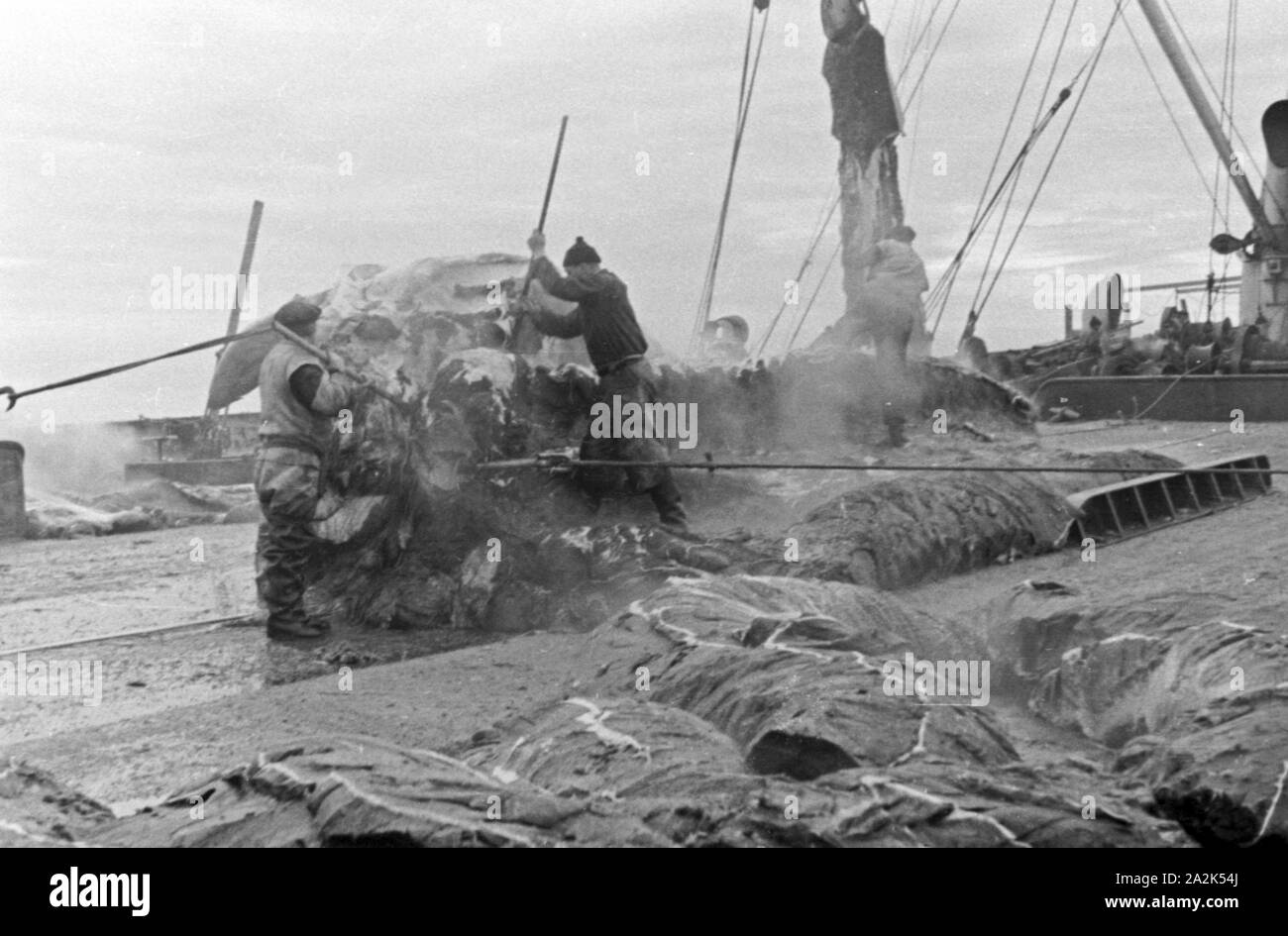 Die Männer eines Fabrikschiffs der deutschen Walfangflotte arbeiten sich durch den Kadaver eines Wals, 1930er Jahre. L'equipaggio di una nave officina del tedesco della flotta baleniera sta lavorando sulla carcassa di un braccato balena, 1930s. Foto Stock