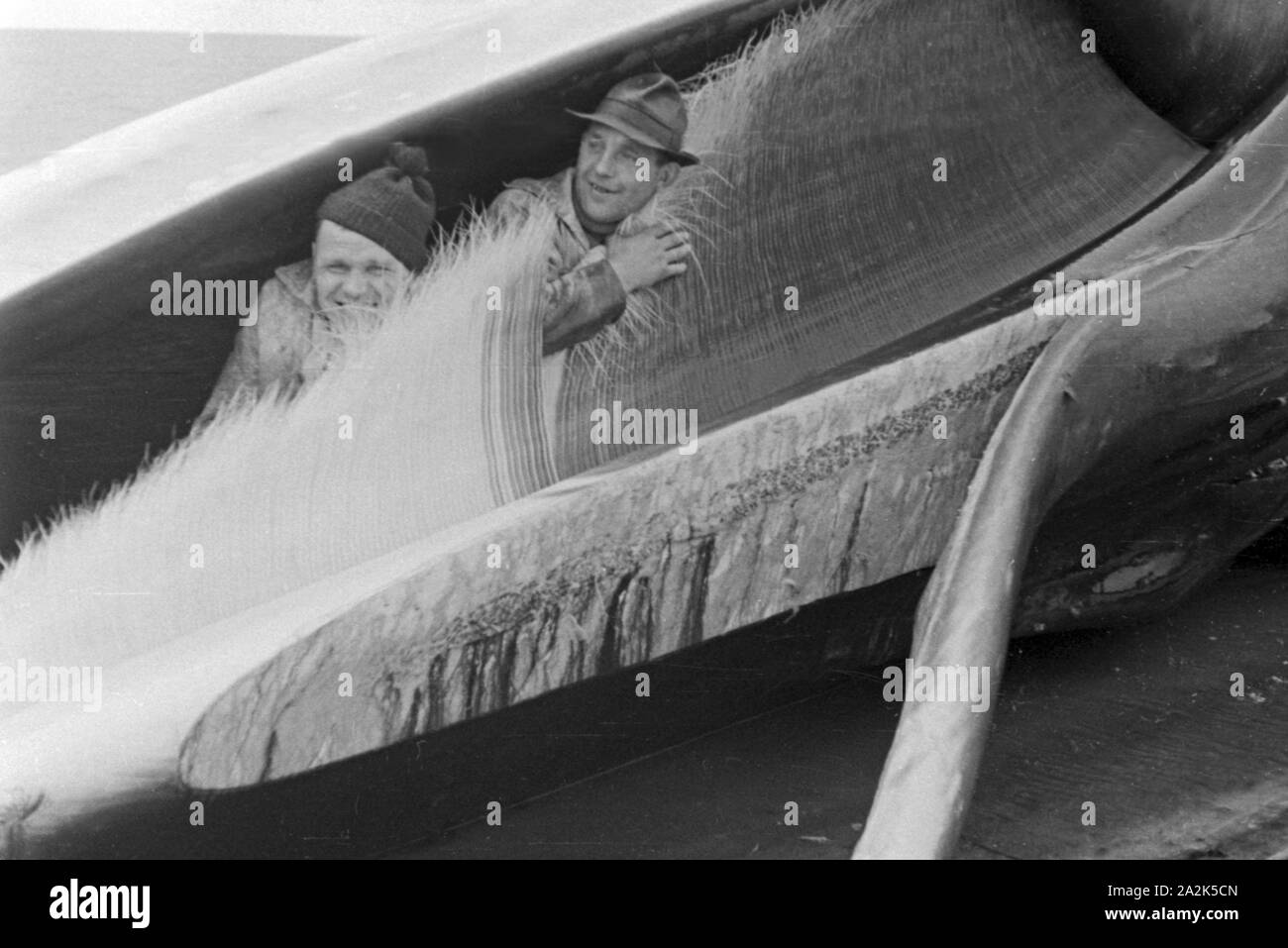 Zwei Männer der Besatzung des Fabrikschiffs 'Jan Wellem' der deutschen Walfangflotte hocken im Unterkiefer eines Kadavers eines Wals in den Barten, 1930er Jahre. Due membri di equipaggio della nave officina 'Jan Wellem' nascosto tra la baleens in una balena cadavere mandibola, 1930s. Foto Stock