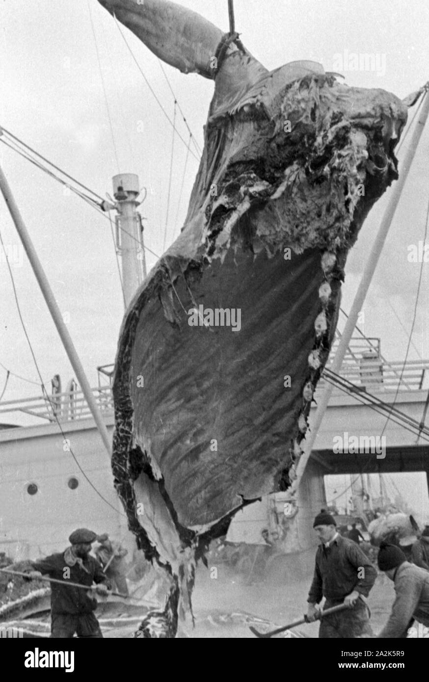 Die Männer eines Fabrikschiffs der deutschen Walfangflotte arbeiten sich durch den Kadaver eines Wals, 1930er Jahre. L'equipaggio di una nave officina del tedesco whalung flotta sta lavorando sulla carcassa di un braccato balena, 1930s. Foto Stock