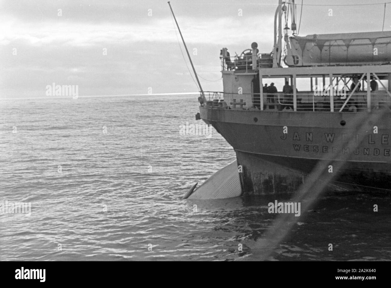 Der Kadaver eines erlegten Wals wird an Bord des Fabrikschiffs 'Jan Wellem' gezogen, 1930er Jahre. Una balena cadavere venga tirato sul ponte della nave officina 'Jan Wellem', 1930s. Foto Stock