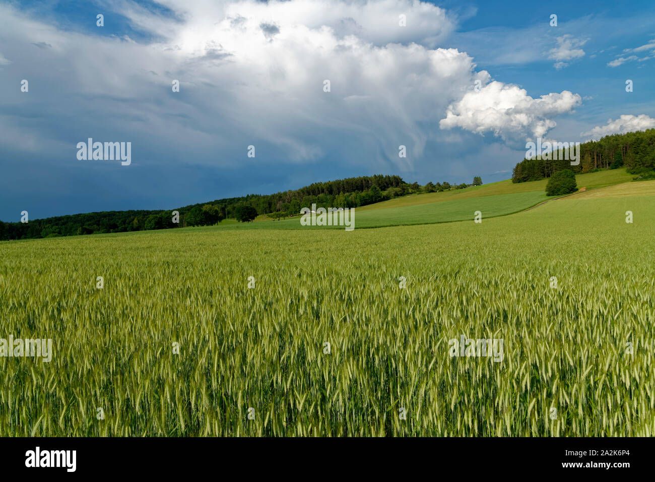 Campo d'orzo vicino a Eglingen sulle Alpi Svevi, distretto di Reutlingen, Baden-Württemberg, Germania Foto Stock