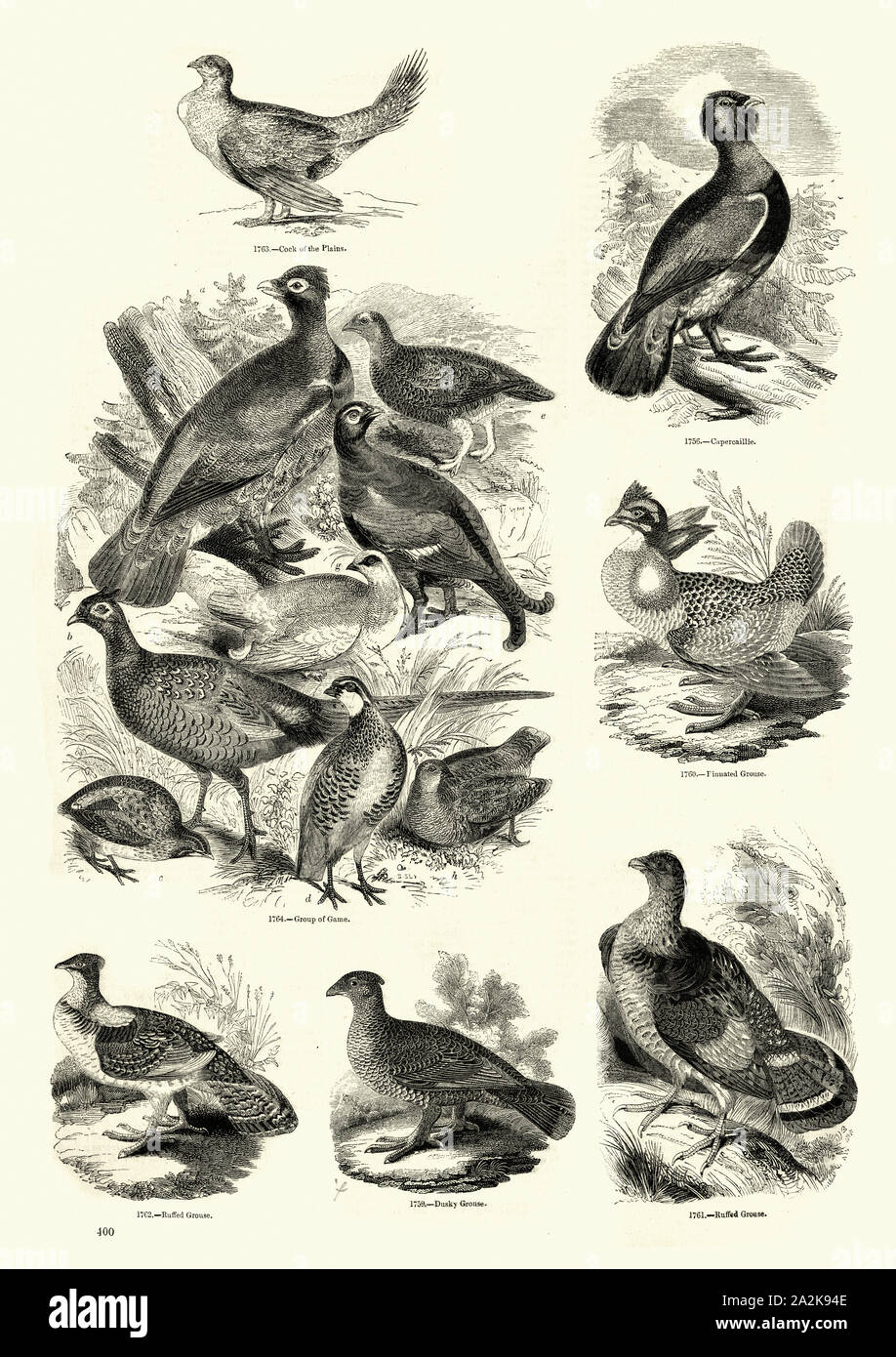 Sage grouse, western gallo cedrone (Tetrao urogallus), maggiore di prateria di pollo o pinnated grouse (Tympanuchus cupido), ruffed grouse (Bonasa umbellus), dusky grouse (Dendragapus obscurus) Foto Stock