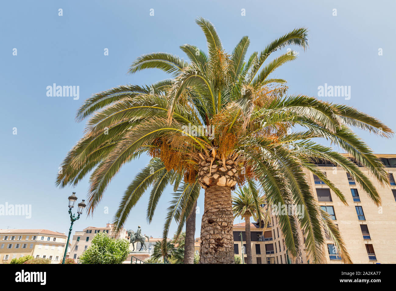 Le palme e la statua di Napoleone il generale de Gaulle square, ad Ajaccio, Corsica, Francia. Foto Stock