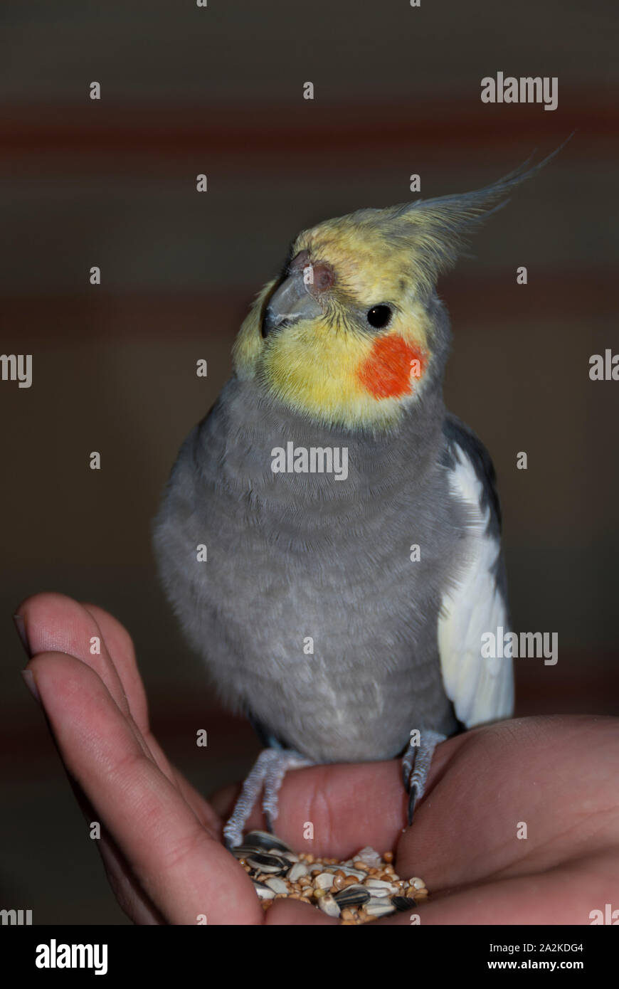 Cockatiel pet su una mano umana con semi Foto Stock