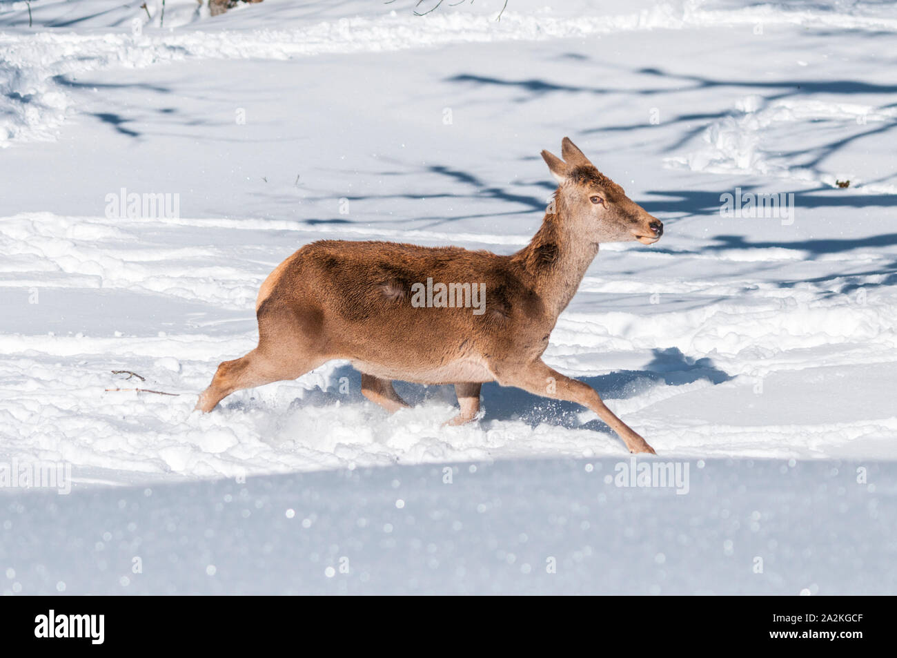 Una femmina di cervo rosso acceso nella neve profonda Foto Stock