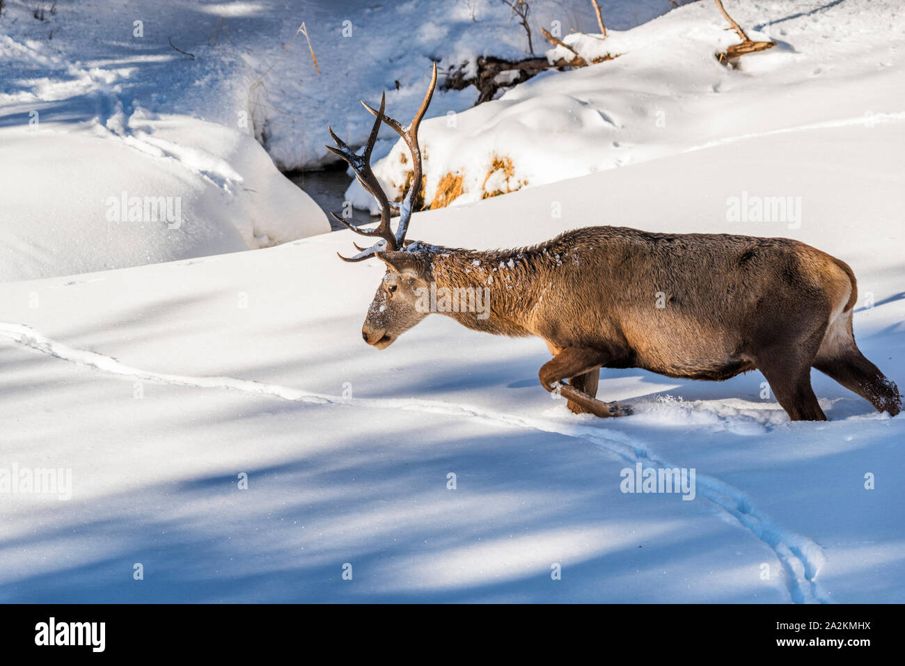 Un maschio di cervo rosso a piedi attraverso la neve verso un ruscello Foto Stock