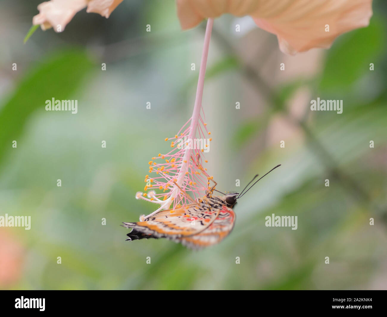 Red lacewing butterfly (Cethosia Biblis) sui fiori di ibisco Foto Stock