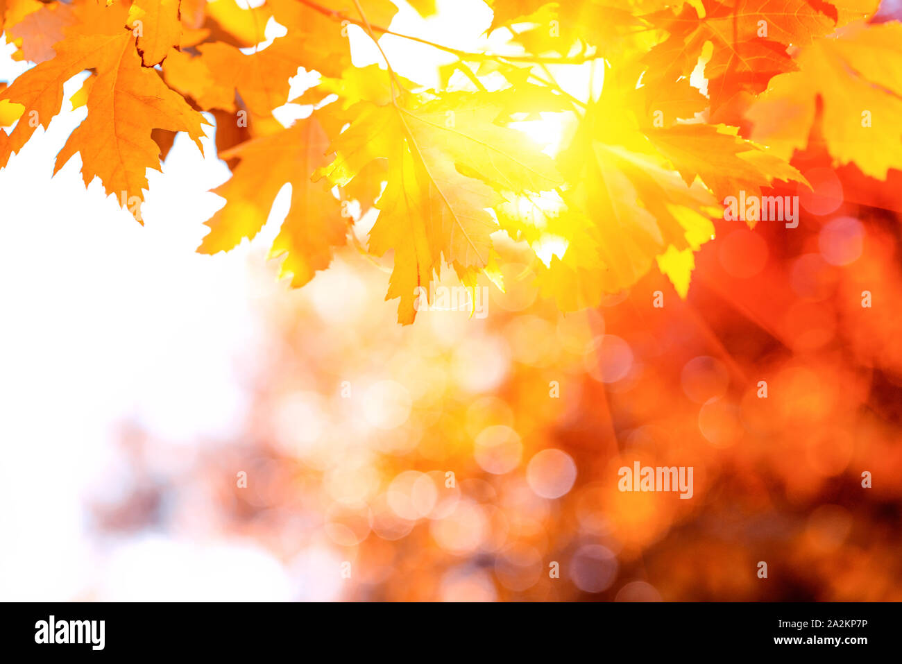 Orange foglie di acero su albero contro il sole illumina e bokeh di fondo. Autunno Autunno sfondo. Foglie colorate. Foto Stock