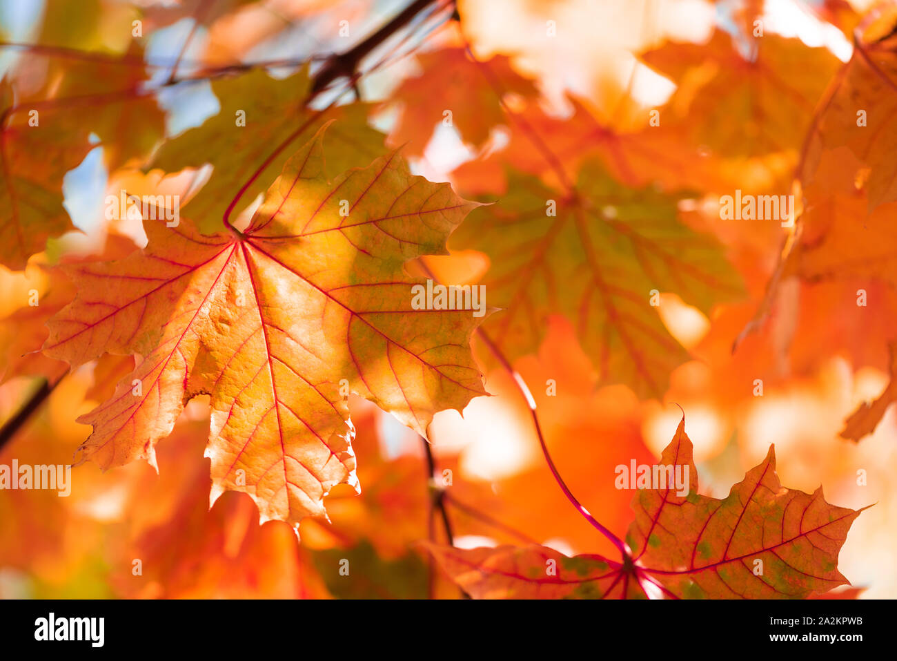 Close-up di foglie di acero sull albero. Autunno Autunno sfondo. Foglie colorate. Foto Stock