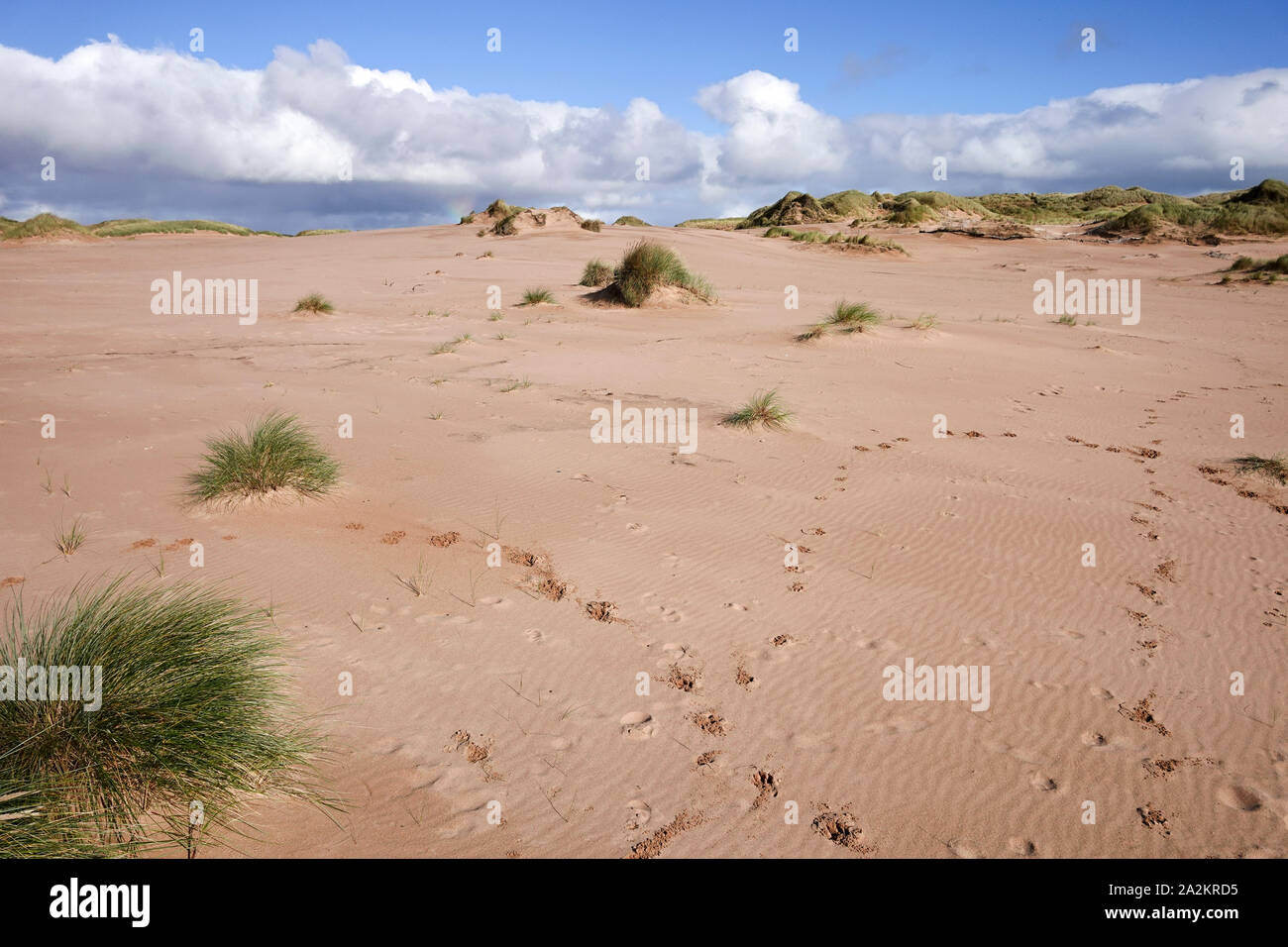 Dune di sabbia a Balmedie Beach Aberdeen Foto Stock