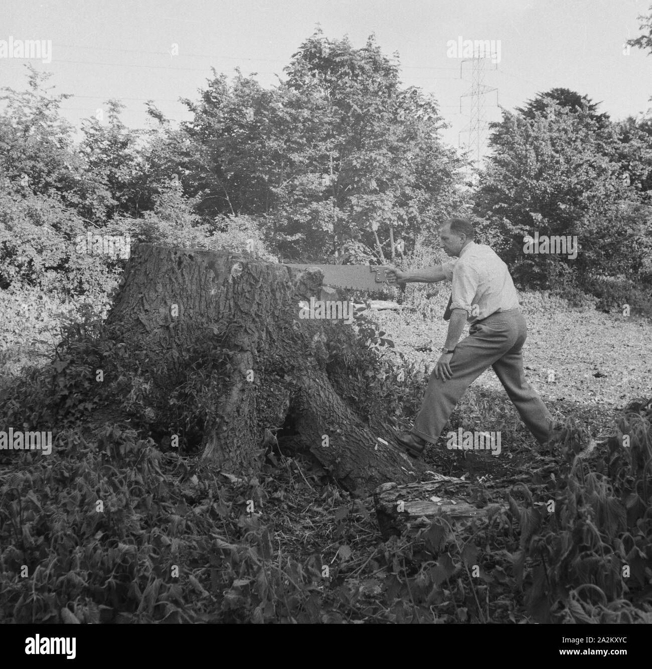 Anni '1960, storico, fuori in un campo rurale, un uomo con una sega, maniche arrotolate, tagliando un grande ceppo di alberi, Inghilterra, Regno Unito. Foto Stock