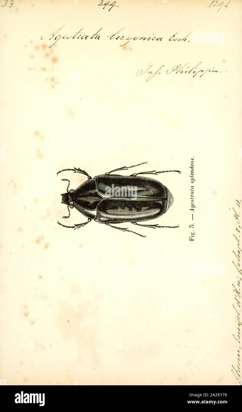 Agestrata, stampa Agestrata è un genere di scarabeo dei coleotteri (insetti appartenenti alla famiglia Scarabaeidae Foto Stock
