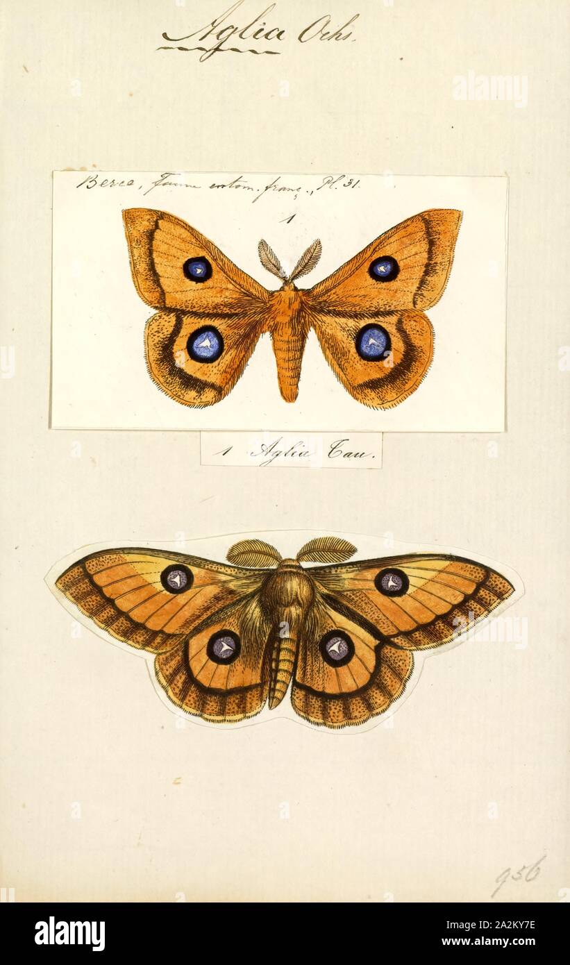 Aglia, stampa Aglia è un genere di falene nella famiglia Saturniidae descritta per la prima volta da Ochsenheimer nel 1810. È il solo genere nella sottofamiglia Agliinae Foto Stock