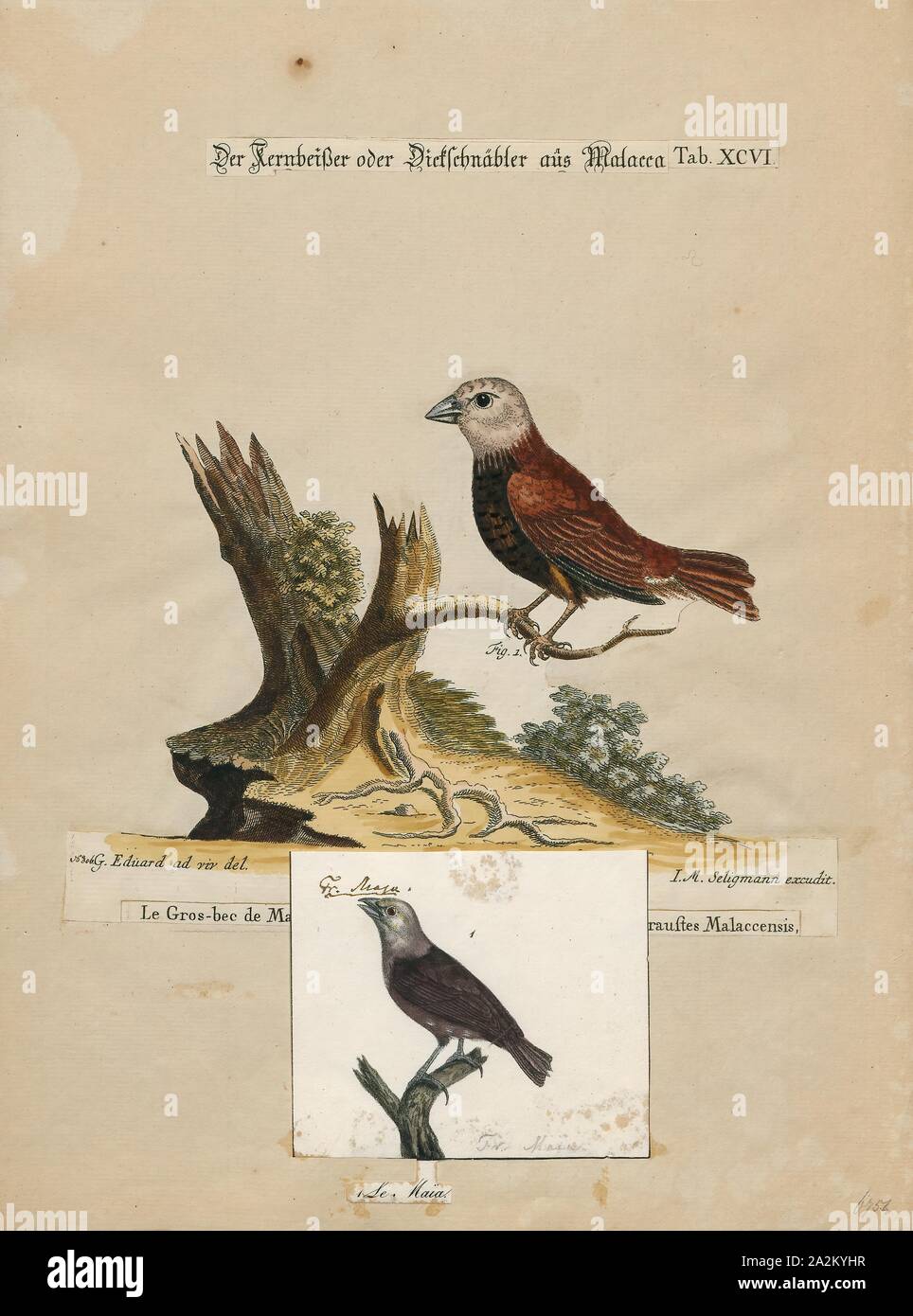 Amadina maja, stampa Amadina è un genere di estrildid fringuelli. Istituito da William John Swainson in 1827, 1700-1880 Foto Stock