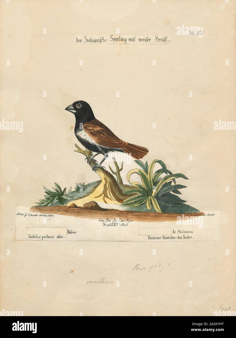 Amadina malacca, stampa Amadina è un genere di estrildid fringuelli. Istituito da William John Swainson in 1827, 1700-1880 Foto Stock