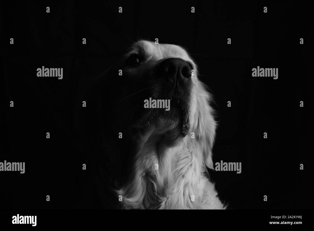 Cane bianco in un studio a Parigi Foto Stock