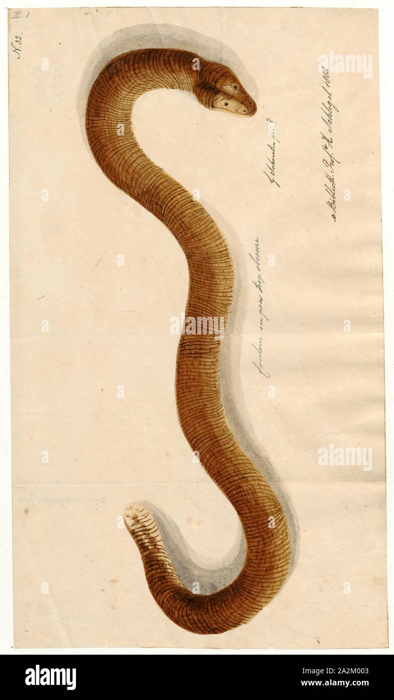 Amphisbaena alba, stampa Amphisbaena alba, noto anche come il red worm lucertola o meno comunemente come il bianco o bianco-worm panciuto lizard, è una specie di amphisbaenian nell'ordine di rettili squamati. Nonostante la grande serie geografica che questa specie coperchi, poco è conosciuto circa la sua ecologia dovuta alle sue abitudini segrete. A. alba ha una dieta diversificata che vanno dal materiale vegetale da piccoli vertebrati. Numericamente, coleotteri, formiche, e ragni compongono la maggior parte della loro dieta; tuttavia, formiche, larve di insetti e coleotteri vengono ingeriti per soddisfare un volume maggiore., 1800-1839 Foto Stock