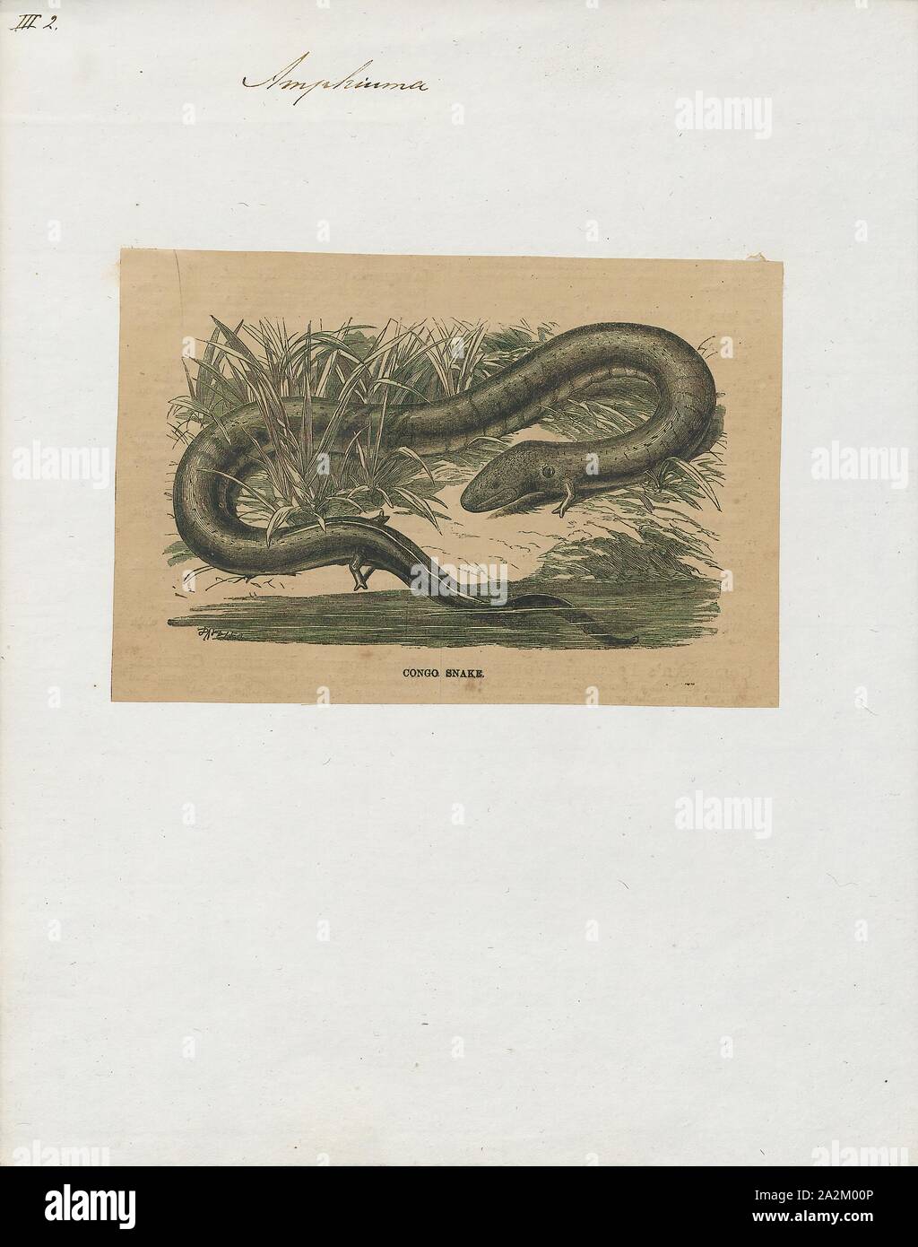 Amphiuma didactylum, Stampa, Amphiuma è un genere di acquatico salamandre dagli Stati Uniti, il solo genere pervenutici entro la famiglia Amphiumidae. Essi sono colloquialmente noto come amphiumas.Essi sono anche noti ai pescatori come 'gronghi' o 'Congo serpenti Foto Stock
