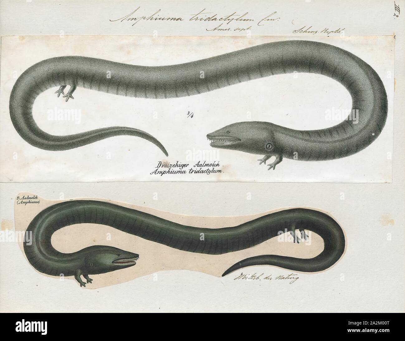 Amphiuma tridactylum, stampa la tre-toed amphiuma, Amphiuma tridactylum, è una specie di salamandra acquatica nativa per il sud-est degli Stati Uniti., 1700-1880 Foto Stock