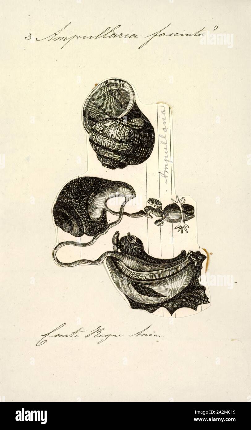 Ampullaria fasciata, stampa Ampullaria è un genere estinto di lumache di acqua dolce con un opercolo, un gasteropodi acquatici molluschi nella famiglia Ampullariidae Foto Stock