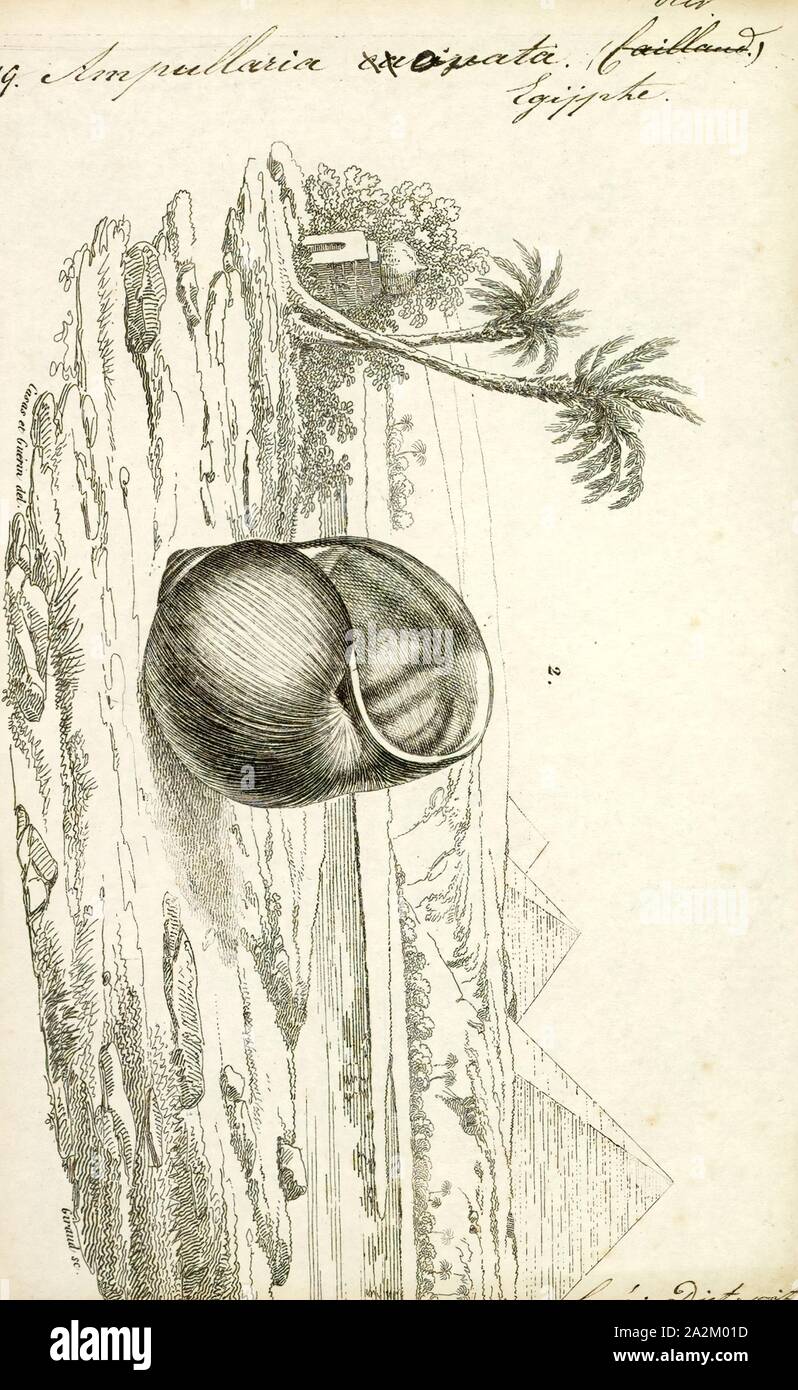Ampullaria ovata, stampa Ampullaria è un genere estinto di lumache di acqua dolce con un opercolo, un gasteropodi acquatici molluschi nella famiglia Ampullariidae Foto Stock