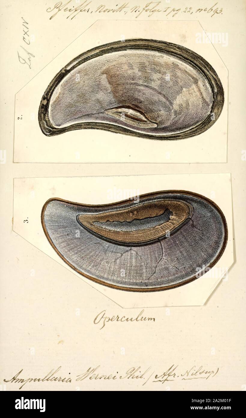 Ampullaria wernei, stampa Ampullaria è un genere estinto di lumache di acqua dolce con un opercolo, un gasteropodi acquatici molluschi nella famiglia Ampullariidae Foto Stock