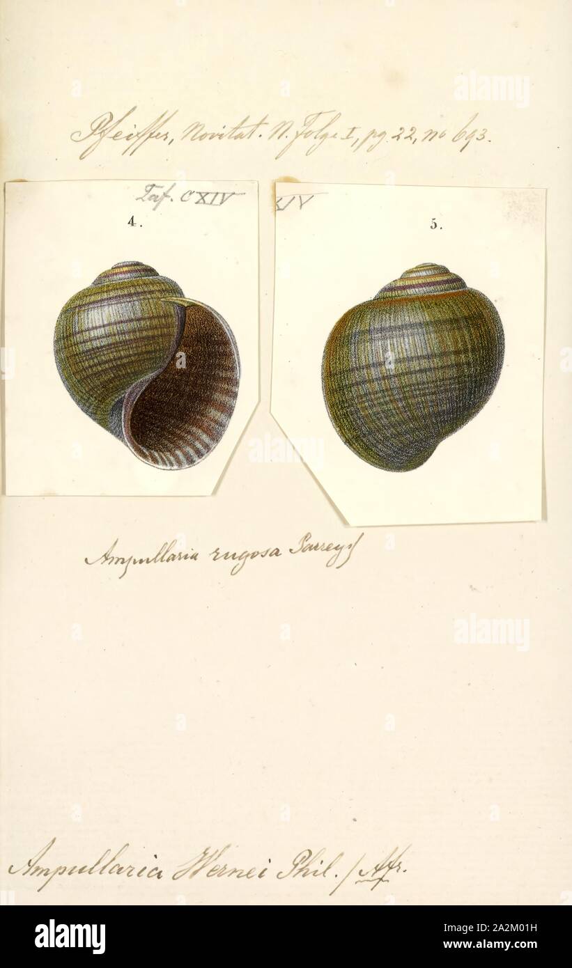 Ampullaria wernei, stampa Ampullaria è un genere estinto di lumache di acqua dolce con un opercolo, un gasteropodi acquatici molluschi nella famiglia Ampullariidae Foto Stock