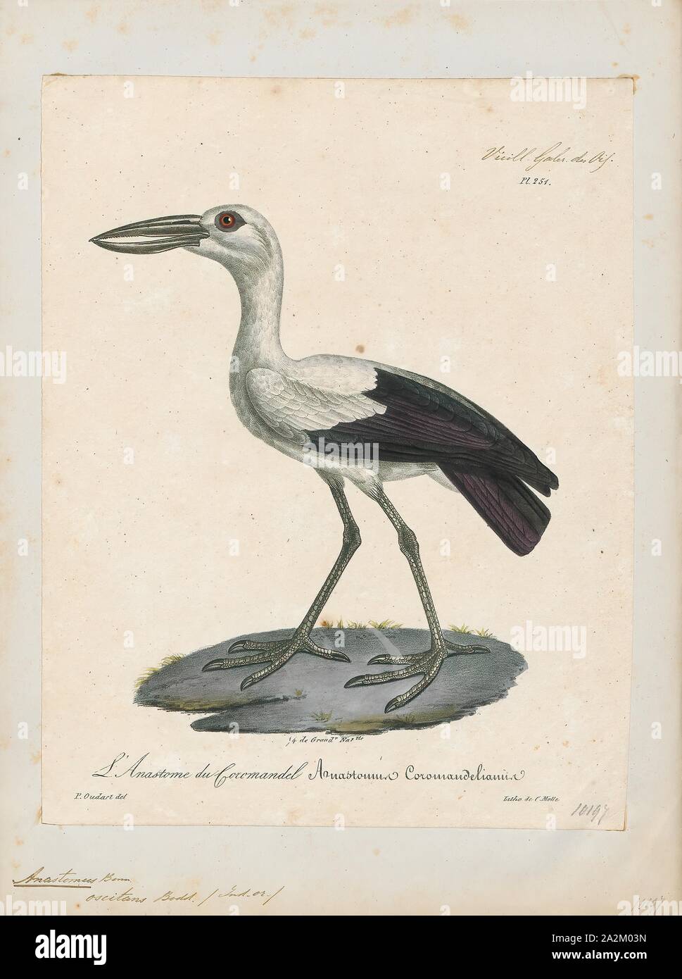 Anastomus oscitans, Stampa, Asian openbill o Asian openbill stork (Anastomus oscitans) è un grande trampolieri in la cicogna famiglia Ciconiidae. Questo distintivo di Cicogna si trova soprattutto nel subcontinente indiano e del sud-est asiatico. È grigio o bianco con il nero lucido le ali e la coda e gli adulti hanno un divario tra le arcate della mandibola superiore e recurved mandibola inferiore. Gli uccelli giovani sono nati senza questo divario che è pensato per essere un adattamento che aiuta nella gestione di lumache, il loro principale preda. Sebbene residenti nel loro raggio di azione, fanno a lunga distanza dei movimenti in risposta a condizioni atmosferiche Foto Stock