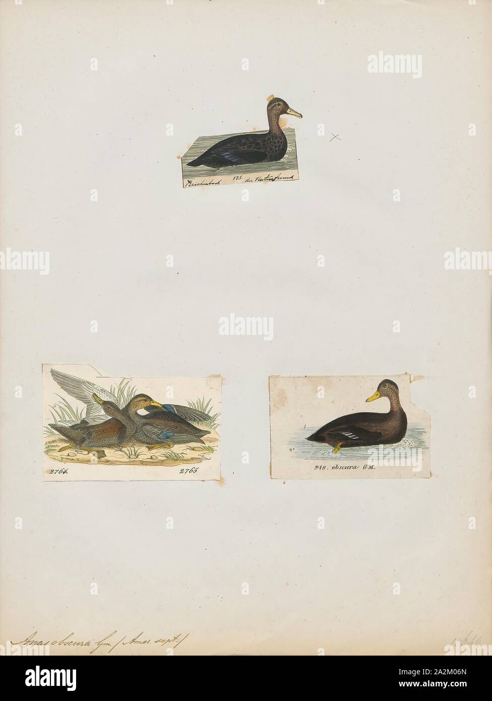 Anas obscura, stampa l'American black duck (Anas rubripes) è una grande anatra dedicarmi nella famiglia anatidi. È stato descritto da William Brewster nel 1902. Essa è la specie più pesante in genere Anas, pesatura 720-1, 640 g (1,59-3,62 lb) in media e la misurazione di 54-59 cm (21-23 in.) di lunghezza con un 88-95 cm (35-37) apertura alare. Essa assomiglia piuttosto alla femmina di germano reale di colorazione ma ha un piumaggio più scuro. Il maschio e la femmina sono generalmente simili nell'aspetto, ma il maschio è bill è giallo mentre la femmina è verde opaco con segni scuri sulla mandibola superiore. È nativo dell'est Foto Stock