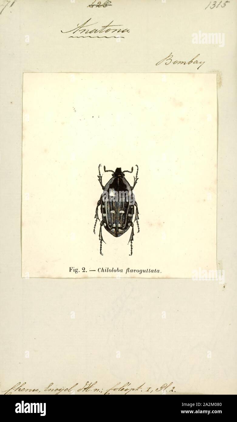Anatona, stampa Anatona è un genere di coleotteri appartenenti alla famiglia Scarabaeidae Foto Stock