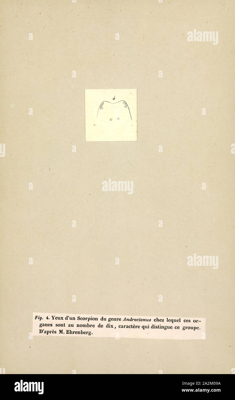 Androctonus, stampa Fattail scorpion o fat-tailed scorpion è il nome comune dato a scorpioni del genere Androctonus, uno dei più pericolosi gruppi di scorpioni specie nel mondo. Essi si trovano in tutto il semi-aride e regioni aride del Medio Oriente e Africa. Essi sono un moderato dimensionato scorpion, raggiungere lunghezze di 10 cm (appena al di sotto dei 4 in). Il loro nome comune è derivato dalla loro distintamente metasoma grasso, o coda, mentre il nome latino deriva dal greco e significa "un killer". Il loro veleno contiene potenti neurotossine e è particolarmente potente. Punture da Androctonus Foto Stock