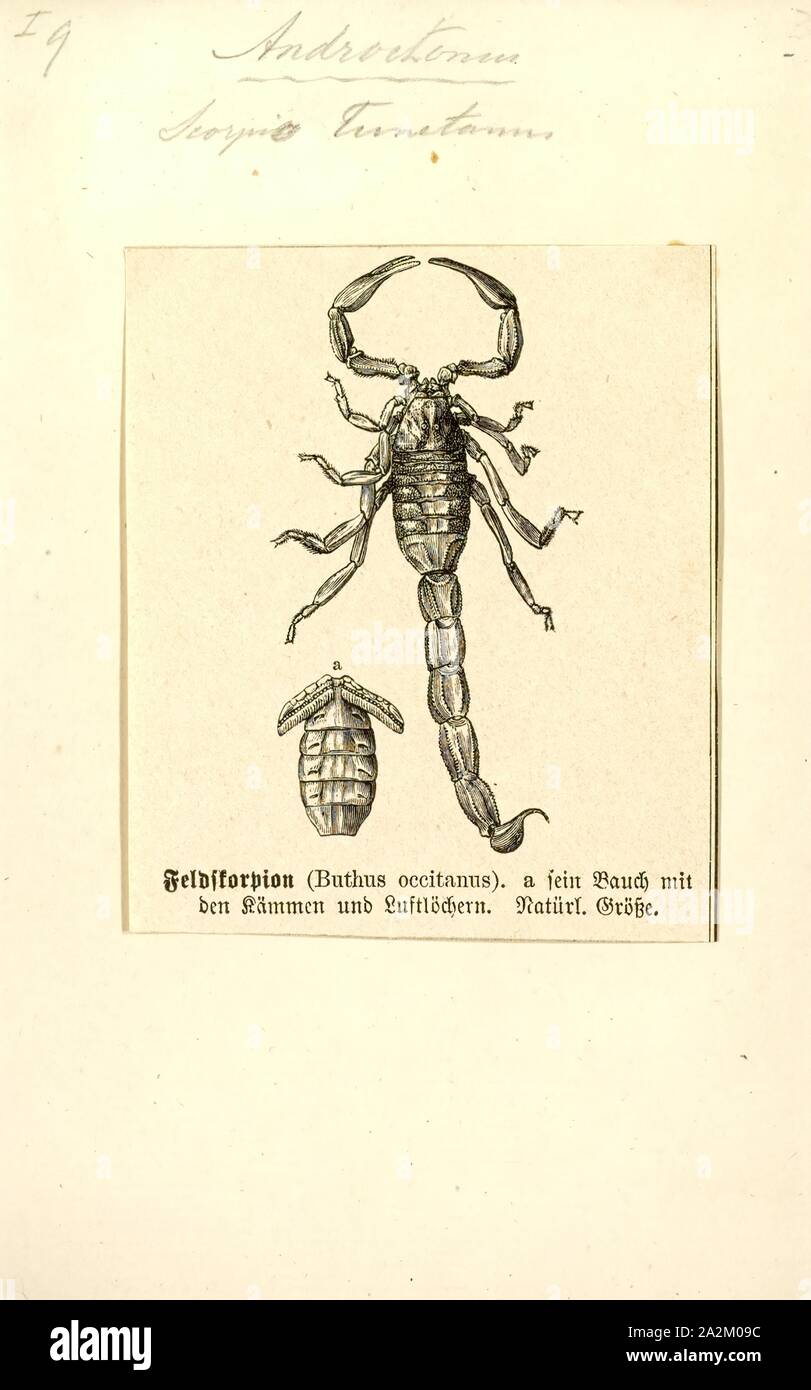 Androctonus, stampa Fattail scorpion o fat-tailed scorpion è il nome comune dato a scorpioni del genere Androctonus, uno dei più pericolosi gruppi di scorpioni specie nel mondo. Essi si trovano in tutto il semi-aride e regioni aride del Medio Oriente e Africa. Essi sono un moderato dimensionato scorpion, raggiungere lunghezze di 10 cm (appena al di sotto dei 4 in). Il loro nome comune è derivato dalla loro distintamente metasoma grasso, o coda, mentre il nome latino deriva dal greco e significa "un killer". Il loro veleno contiene potenti neurotossine e è particolarmente potente. Punture da Androctonus Foto Stock