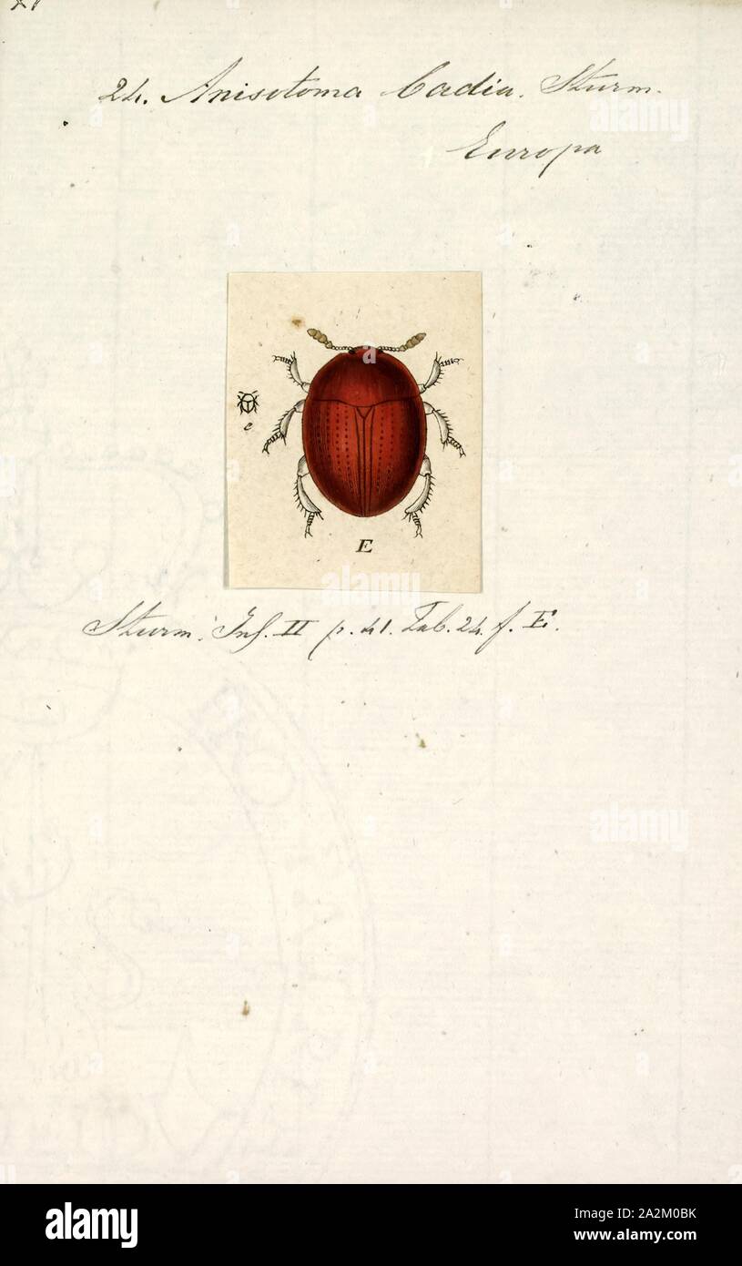 Anisotoma, stampa Anisotoma è un genere di piante fiorite in precedenza appartenenti alla famiglia Asclepiadaceae, ora considerati parte delle Apocynaceae, descritta per la prima volta come un genere nel 1844. Essi sono nativi per il Sud Africa Foto Stock