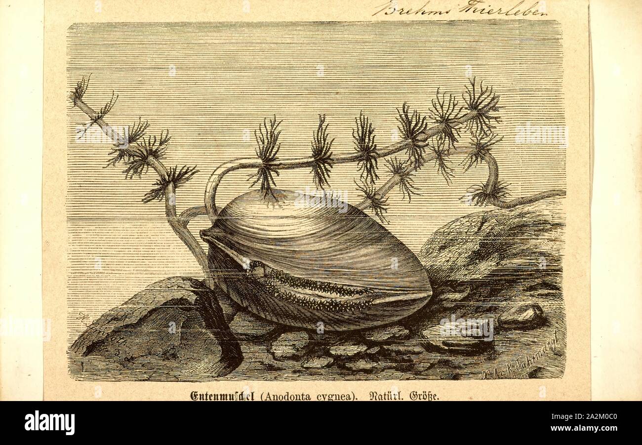 Anodonta cygnea, stampa il cigno cozze, Anodonta cygnea, è una specie di grandi dimensioni di cozza d'acqua dolce, acquatiche molluschi bivalvi in famiglia Unionidae, il fiume di cozze Foto Stock