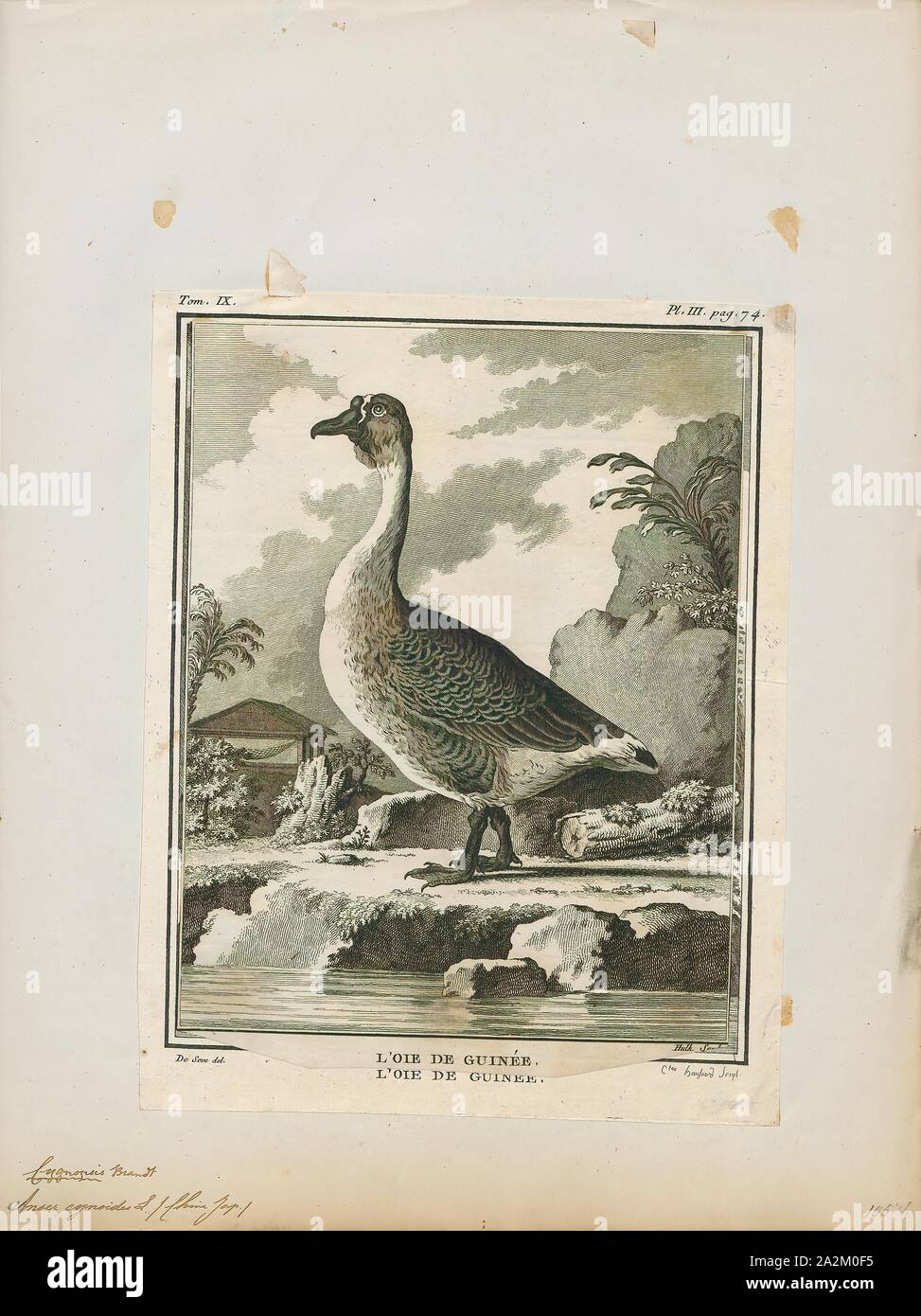 La Anser cygnoides, stampa il cigno goose (Anser cygnoides) è una grande oca con una riproduzione naturale gamma nella Mongolia interna, più settentrionale della Cina e il sud-est della Russia. Si tratta di flussi migratori e inverni principalmente in Europa centrale e orientale della Cina. Vagrant uccelli sono incontrati in Giappone e Corea (dove è utilizzato per l'inverno in numeri quando era più comune), e più raramente in Kazakistan Laos, Siberia costiere, Taiwan, Thailandia e Uzbekistan., 1700-1880 Foto Stock