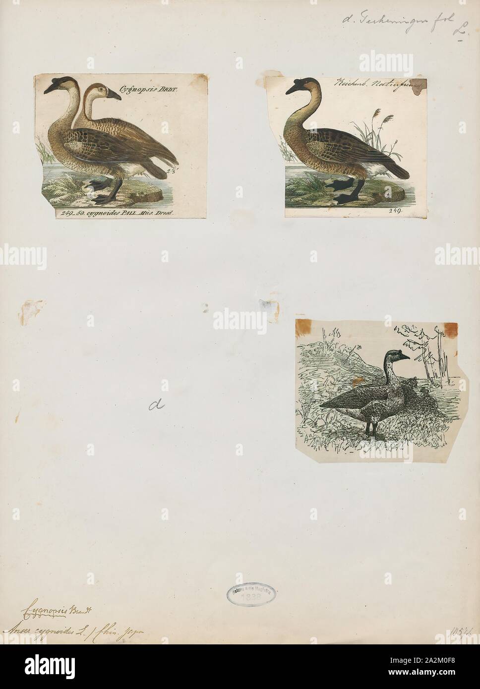 La Anser cygnoides, stampa il cigno goose (Anser cygnoides) è una grande oca con una riproduzione naturale gamma nella Mongolia interna, più settentrionale della Cina e il sud-est della Russia. Si tratta di flussi migratori e inverni principalmente in Europa centrale e orientale della Cina. Vagrant uccelli sono incontrati in Giappone e Corea (dove è utilizzato per l'inverno in numeri quando era più comune), e più raramente in Kazakistan Laos, Siberia costiere, Taiwan, Thailandia e Uzbekistan., 1700-1880 Foto Stock