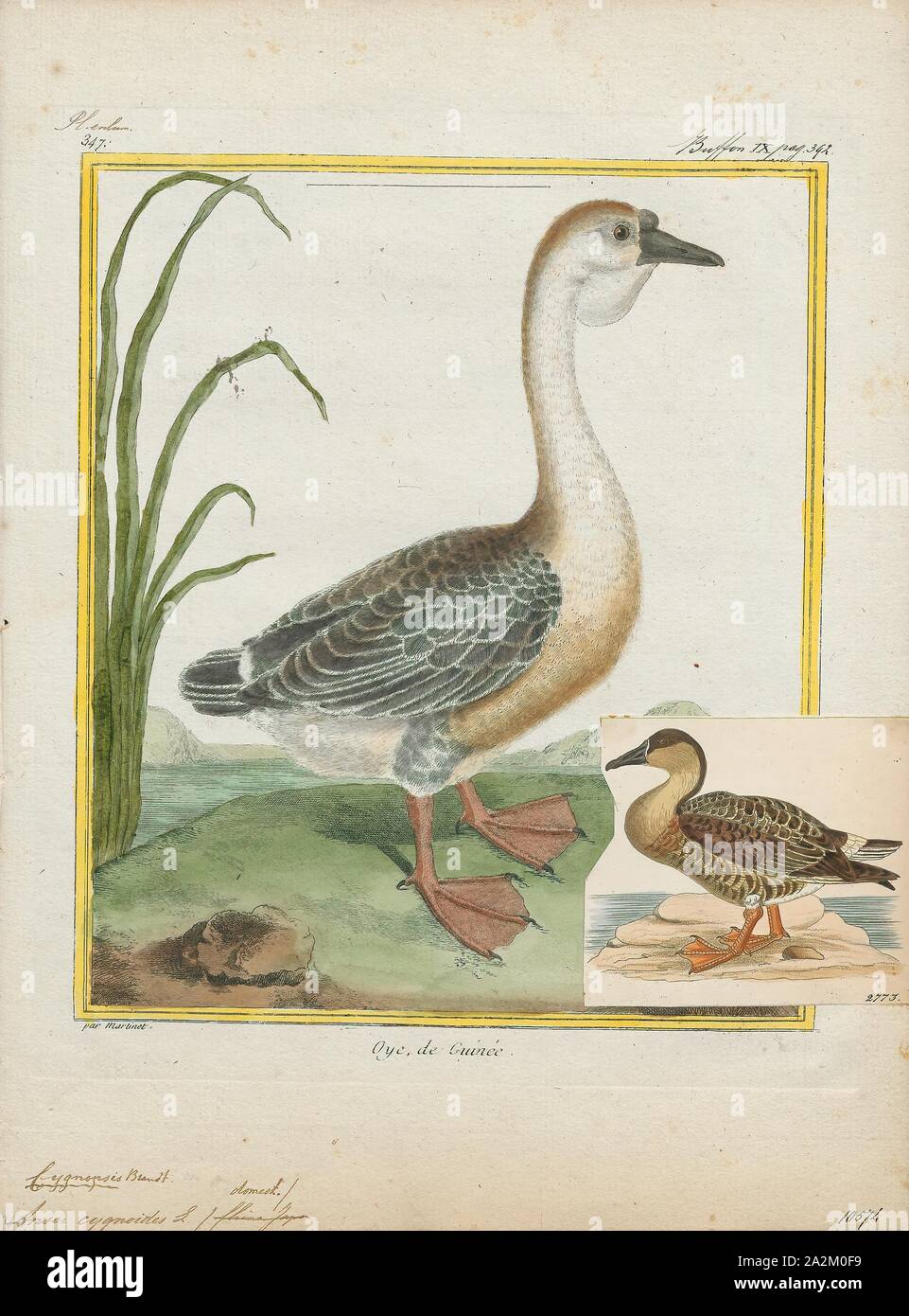 La Anser cygnoides, stampa il cigno goose (Anser cygnoides) è una grande oca con una riproduzione naturale gamma nella Mongolia interna, più settentrionale della Cina e il sud-est della Russia. Si tratta di flussi migratori e inverni principalmente in Europa centrale e orientale della Cina. Vagrant uccelli sono incontrati in Giappone e Corea (dove è utilizzato per l'inverno in numeri quando era più comune), e più raramente in Kazakistan Laos, Siberia costiere, Taiwan, Thailandia e Uzbekistan., 1700-1880 Foto Stock
