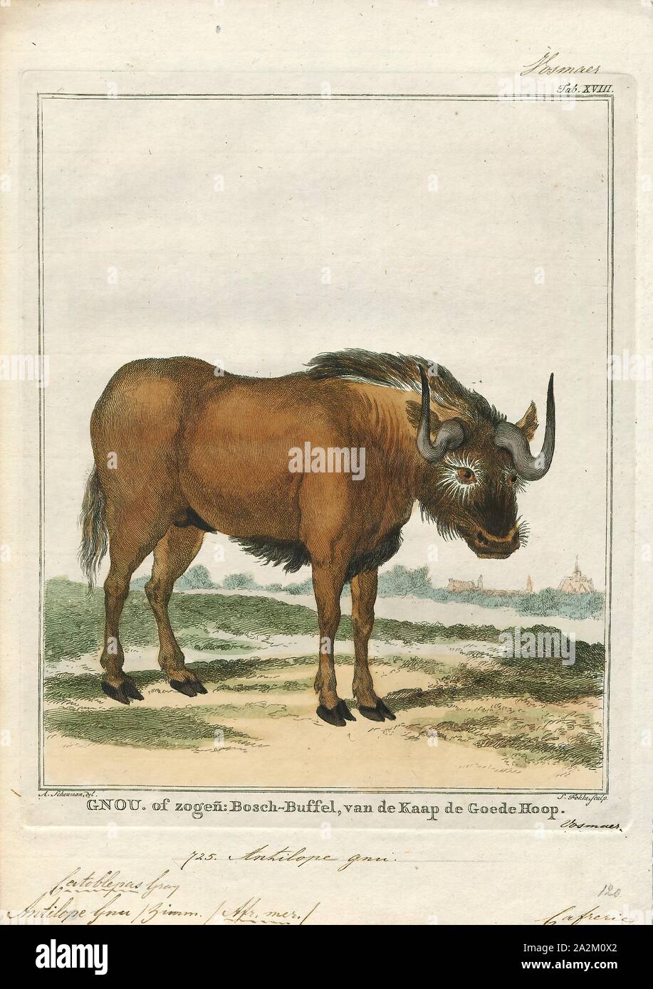 Antilope gnu, stampa, il GNU nero o bianco-tailed gnu (Connochaetes gnou) è uno dei due strettamente correlati gnu specie. Si tratta di un organo del genere Connochaetes e famiglia bovidi. Essa è stata descritta per la prima volta nel 1780 da Eberhard August Wilhelm von Zimmermann. Il nero gnu è tipicamente 170-220 cm (67-87) in testa e la lunghezza del corpo e il peso tipico è di 110 180 kg (240-400 lb). I maschi di stand di circa 111-121 cm (44-48 in.) in corrispondenza della spalla, mentre l'altezza delle femmine è 106-116 cm (42-46 in.). Il nero gnu è caratterizzato dalle sue bianche, lungo, cavallo-come tail. Esso inoltre Foto Stock