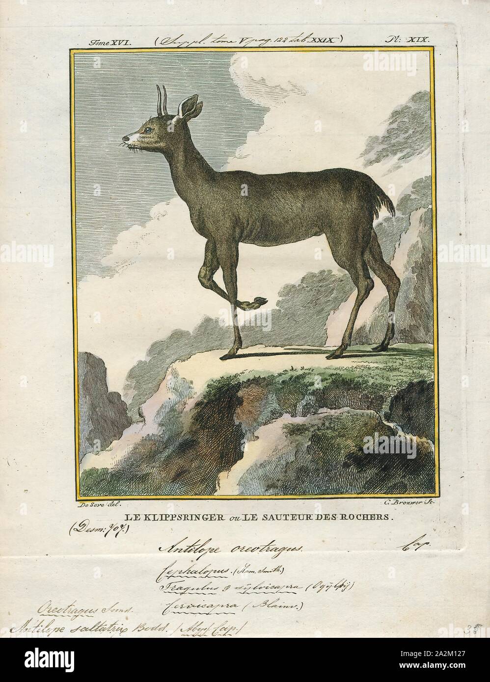 Antilope saltatrix, Stampa, Blackbuck, blackbuck (Antilope cervicapra), noto anche come antilope dell'India, è un antilope trovato in India, Nepal e Pakistan. Il blackbuck è la suola extant stati del genere Antilope. La specie è stata descritta e dato il suo nome binomiale da zoologo svedese Carlo Linneo nel 1758. Sono riconosciute due sottospecie. Esso si erge fino a 74-84 cm (29 a 33) in alto alla spalla. I maschi pesano 20-57 kg (44-126 lb), con una media di 38 kg (84 lb). Le femmine sono più leggeri e di peso 20-33 kg (44-73 lb) o 27 kg (60 lb) in media. La lunga e inanellato corna, 35-75 cm Foto Stock