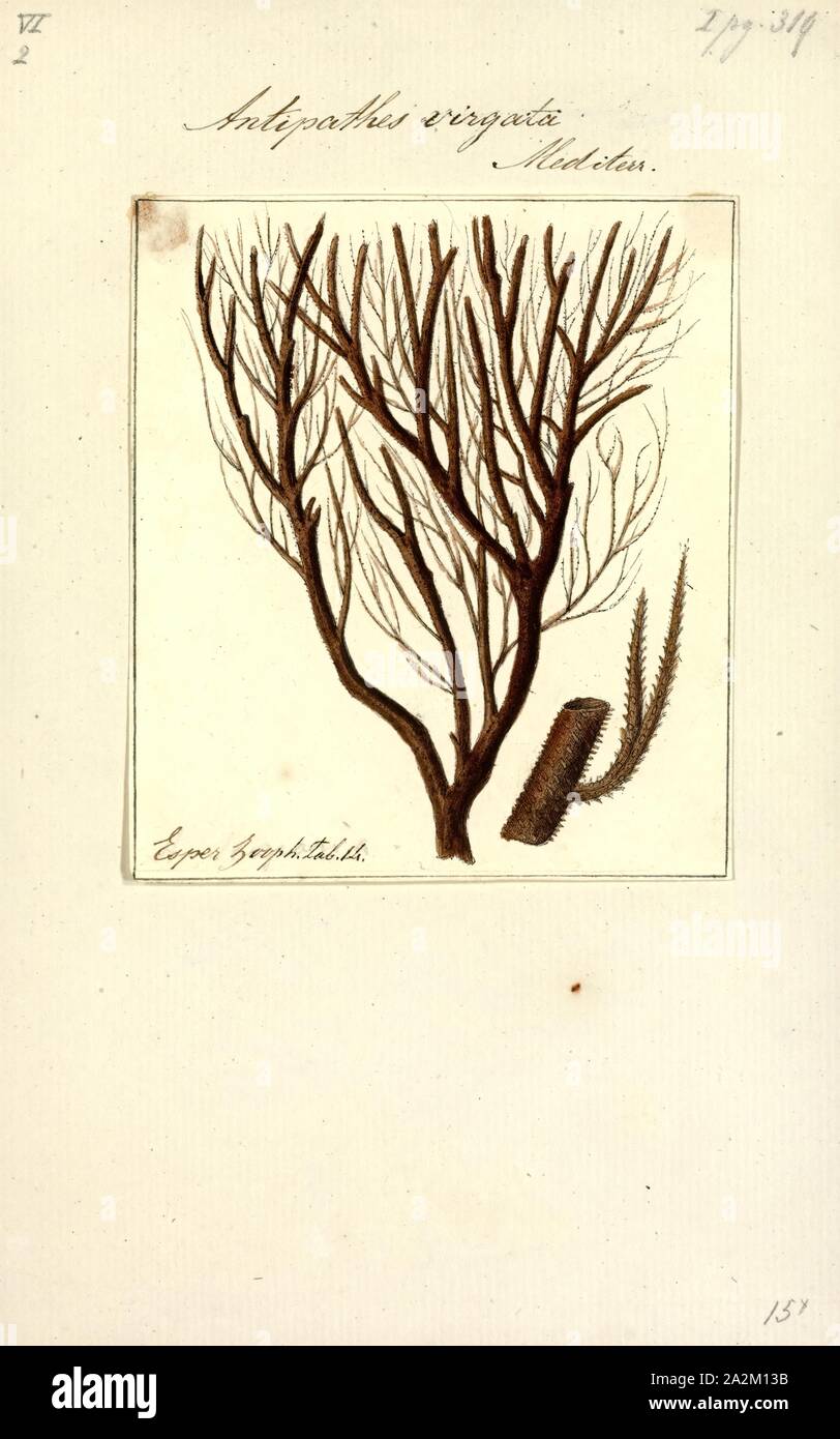 Antipathes virgata, stampa Antipathes è un genere di corallo nell'ordine Antipatharia, composta di corallo nero (così chiamato per il suo scheletro nero). Funzioni distinte variano notevolmente all'interno di questo genere: esso contiene simmetricamente allineati come pure di forma irregolare, coralli, una gamma di colori differenti e le colonie che possono essere sia scarsamente ramificata o strettamente impaccate. polipi per questi coralli hanno sei tentacoli che sono ciascuno rivestito con cellule urticante.A differenza di loro reef-building cugini, questi coral mancanza photosynthesizing alghe e non sono limitate alla leggera le regioni di superficie. Essi preferiscono vivere Foto Stock