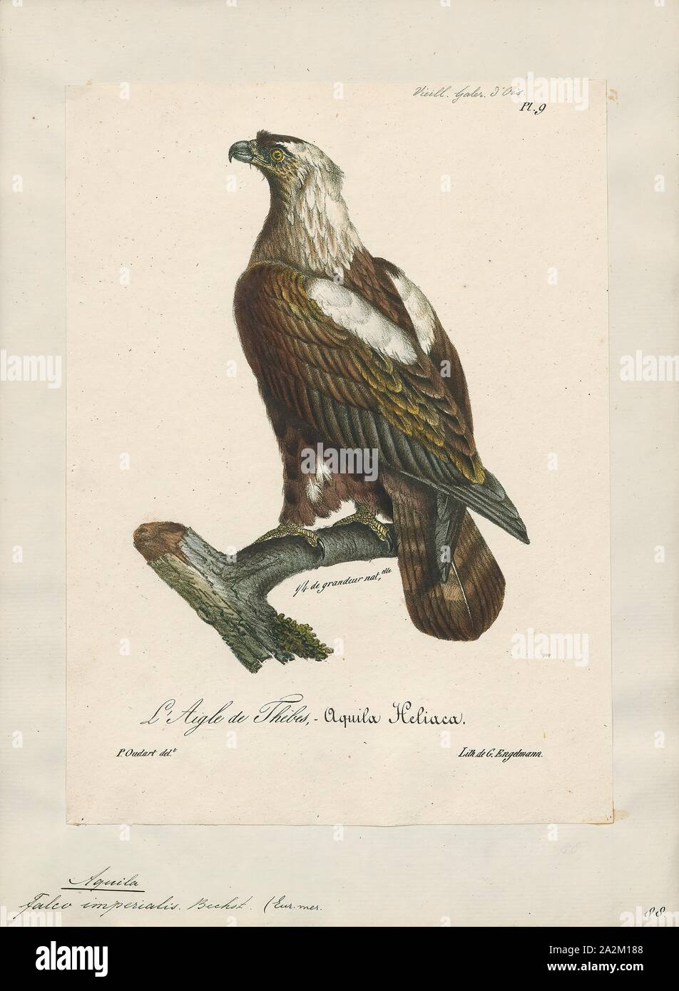 Aquila imperialis, stampa 1825-1834 Foto Stock