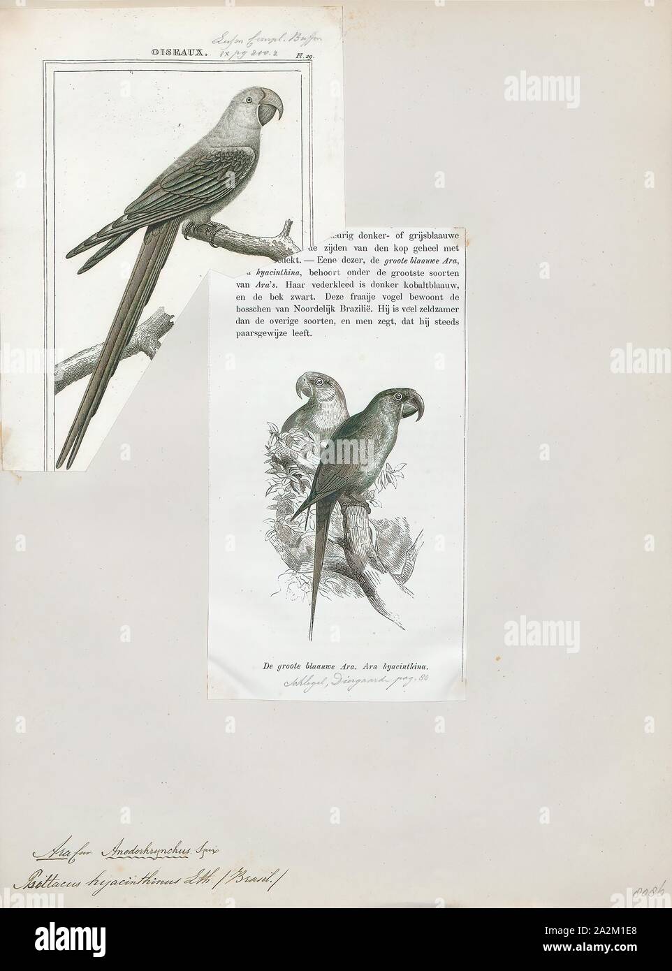 Ara hyacinthina, Stampa 1838 Foto Stock