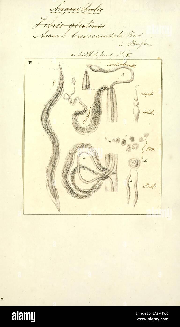 Gli Ascaris brevicaudata, stampa immagine che mostra il ciclo di vita all'interno e al di fuori del corpo umano di uno abbastanza ben descritto da elminti: Ascaris lumbricoides. Gli Ascaris è un genere di nematodi parassiti worm noto come 'small roundworms intestinale Foto Stock