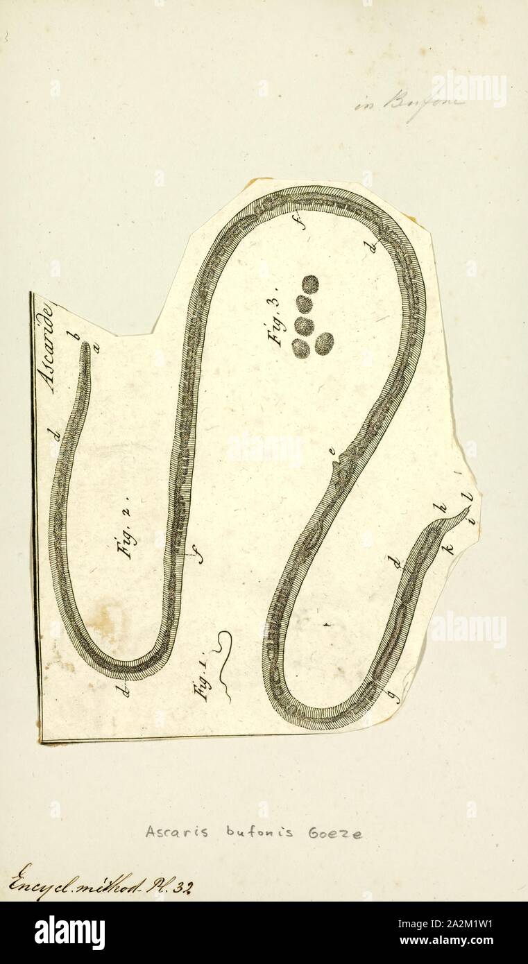 Gli Ascaris bufonis, stampa immagine che mostra il ciclo di vita all'interno e al di fuori del corpo umano di uno abbastanza ben descritto da elminti: Ascaris lumbricoides. Gli Ascaris è un genere di nematodi parassiti worm noto come 'small roundworms intestinale Foto Stock